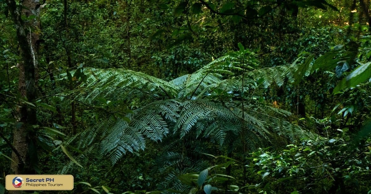 Flora
