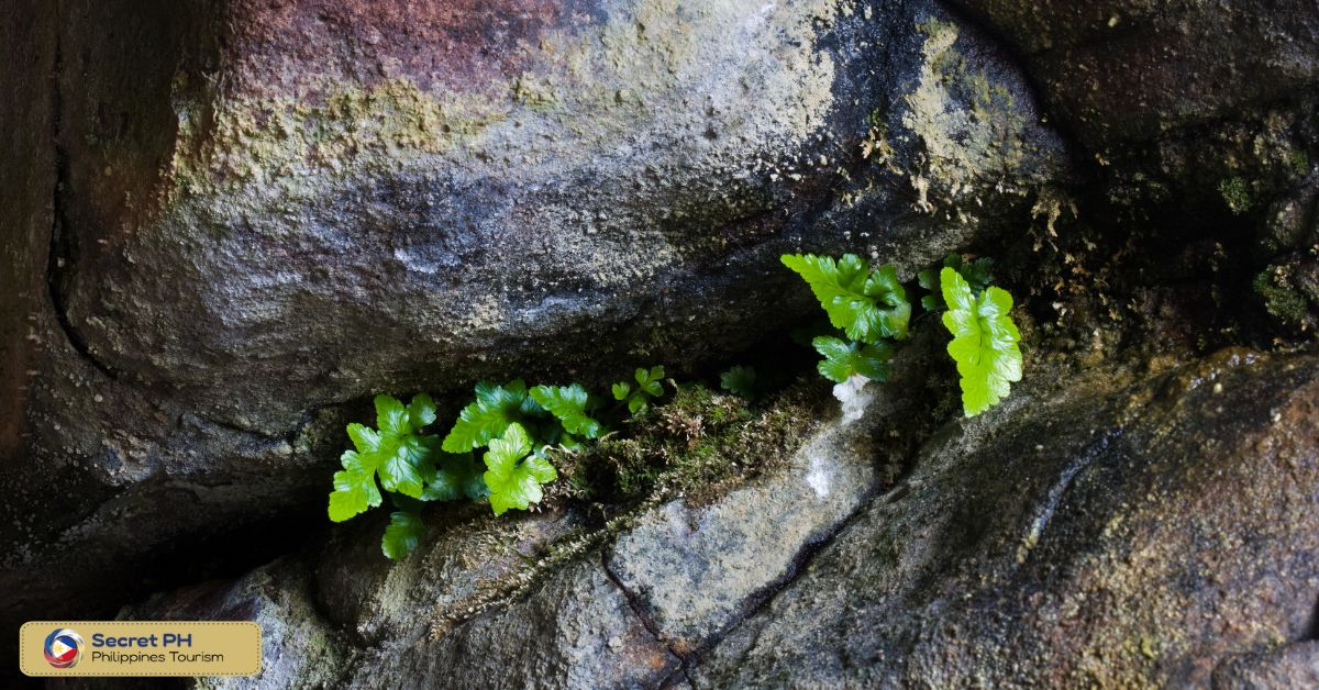 Flora
