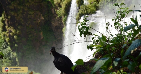 Flora and Fauna Surrounding the Falls2