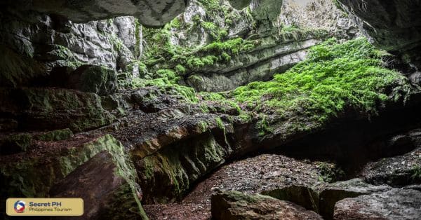 Flora and Fauna Within the Cave