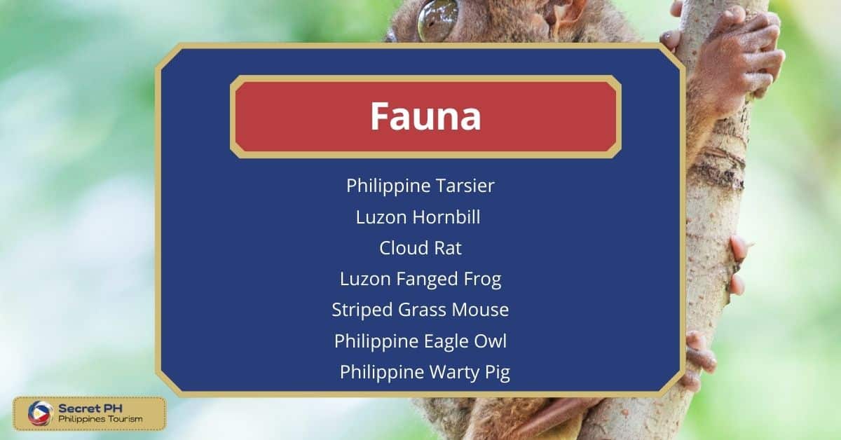 Fauna
