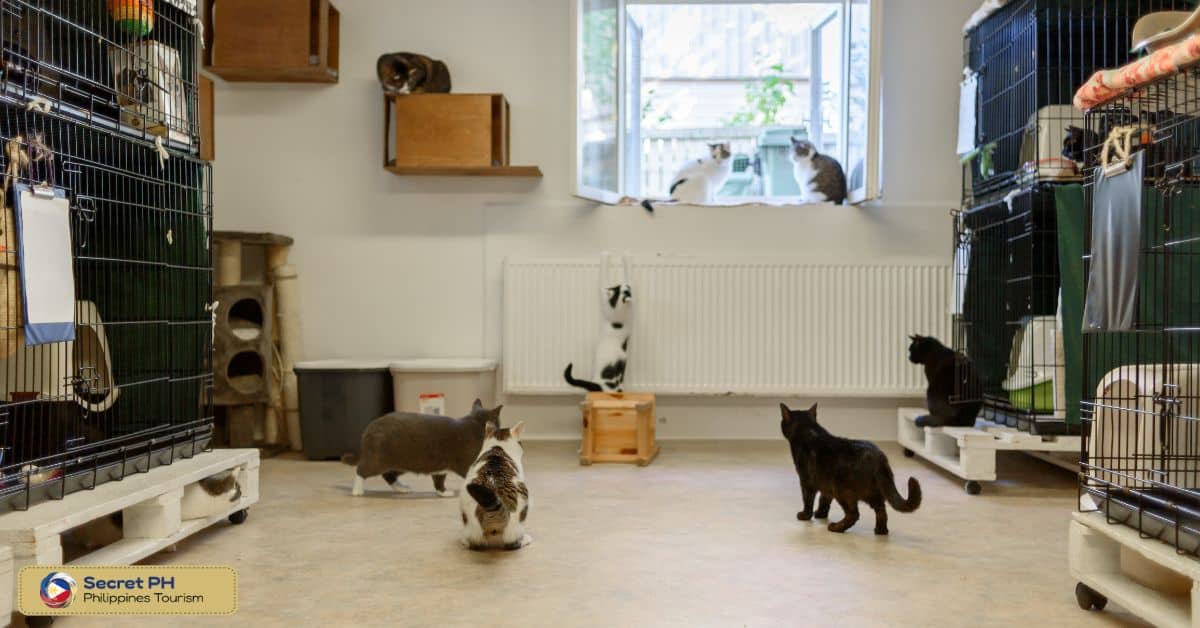 Happy Animals Club