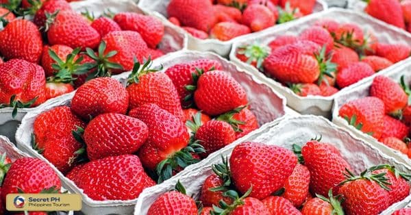 History of the Kabayan Strawberry Festival