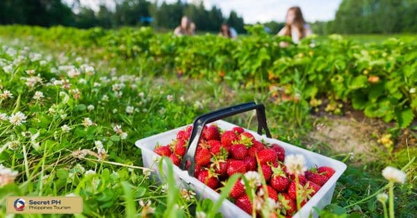 How to Get to the Kabayan Strawberry Festival