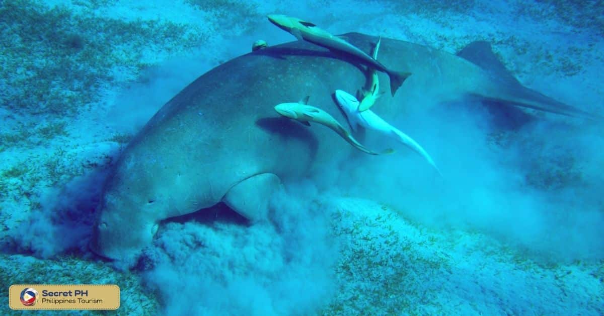 Importance of Dugongs in Ecosystems