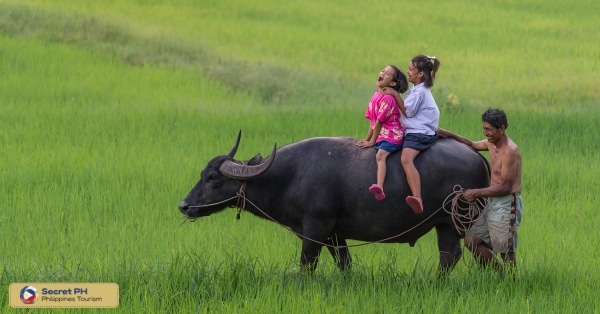 Indigenous Transport: Carabao and the Kalinga Way