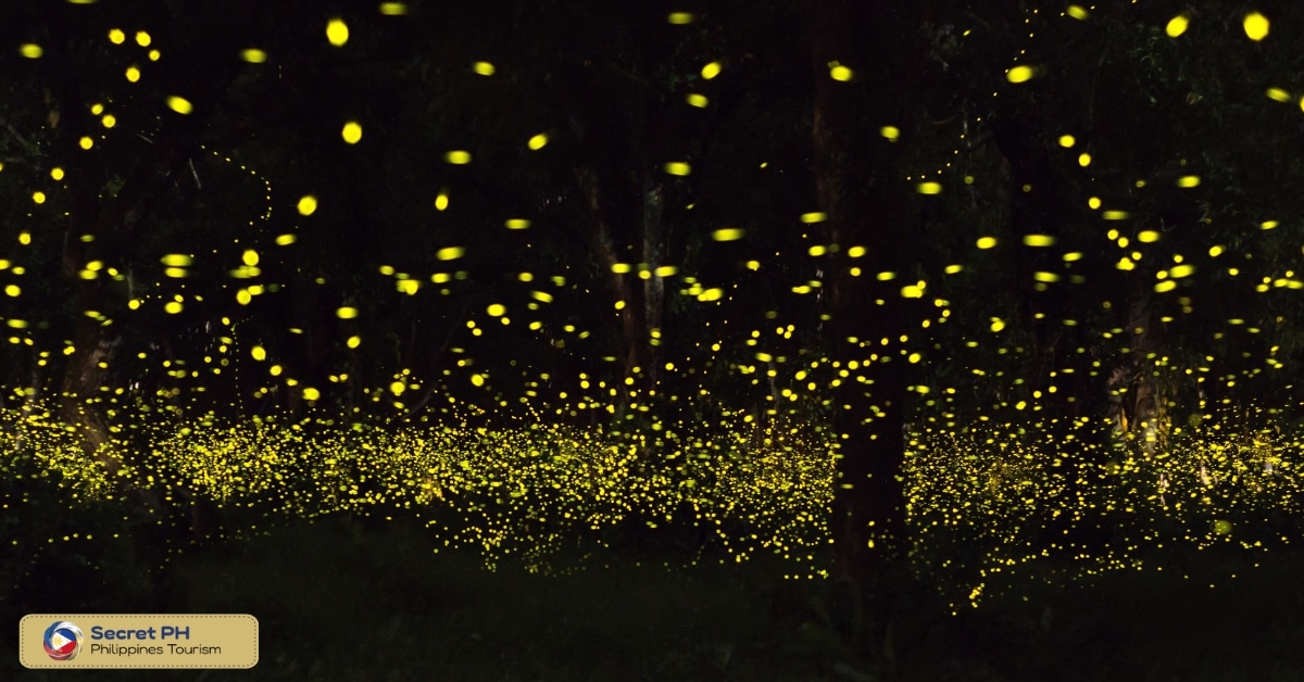 Iwahig Firefly Watching Mangrove and Wildlife Park: Fireflies in Mangrove Wilderness