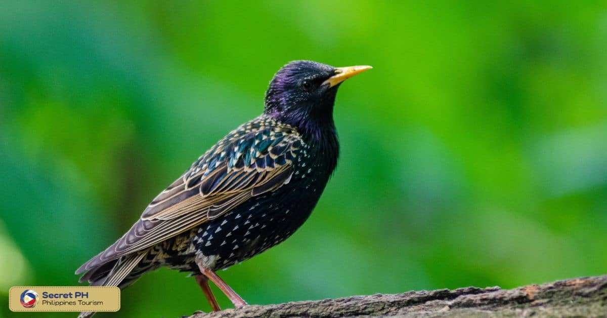 Langiden Bird-Watching Trail