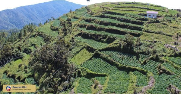 Majestic Mountain Habitats A Haven for Wild Animals in Benguet