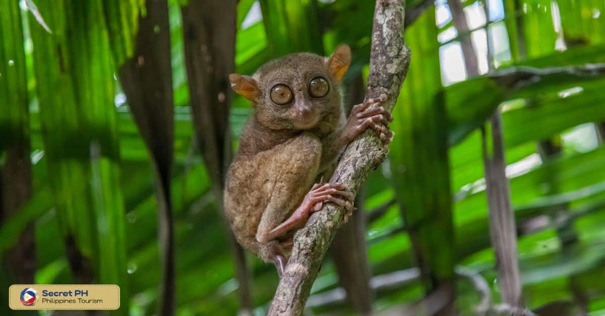 Marvel at the Tarsiers in Corella, Bohol
