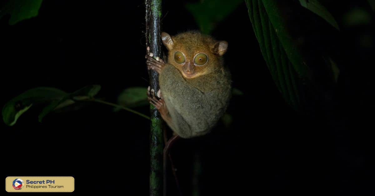 4. Nocturnal Behavior and Lifestyle