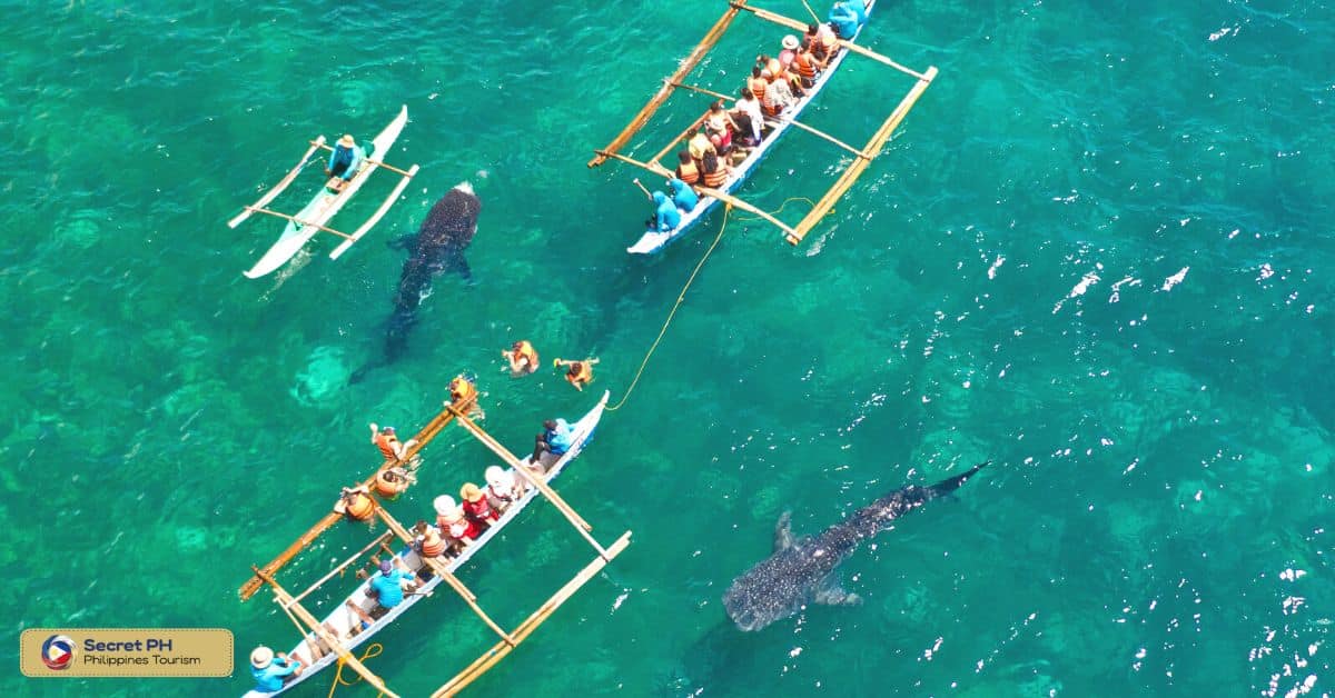 Oslob Whaleshark Watching