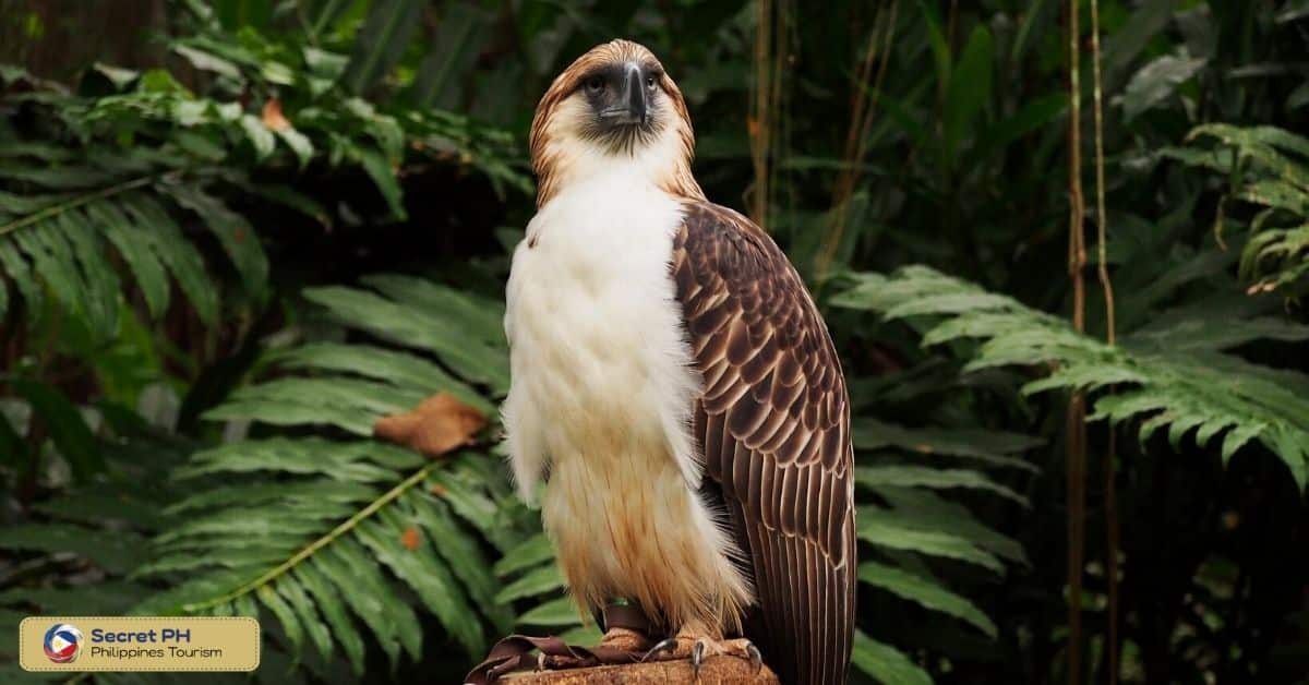 Philippine Eagle Center