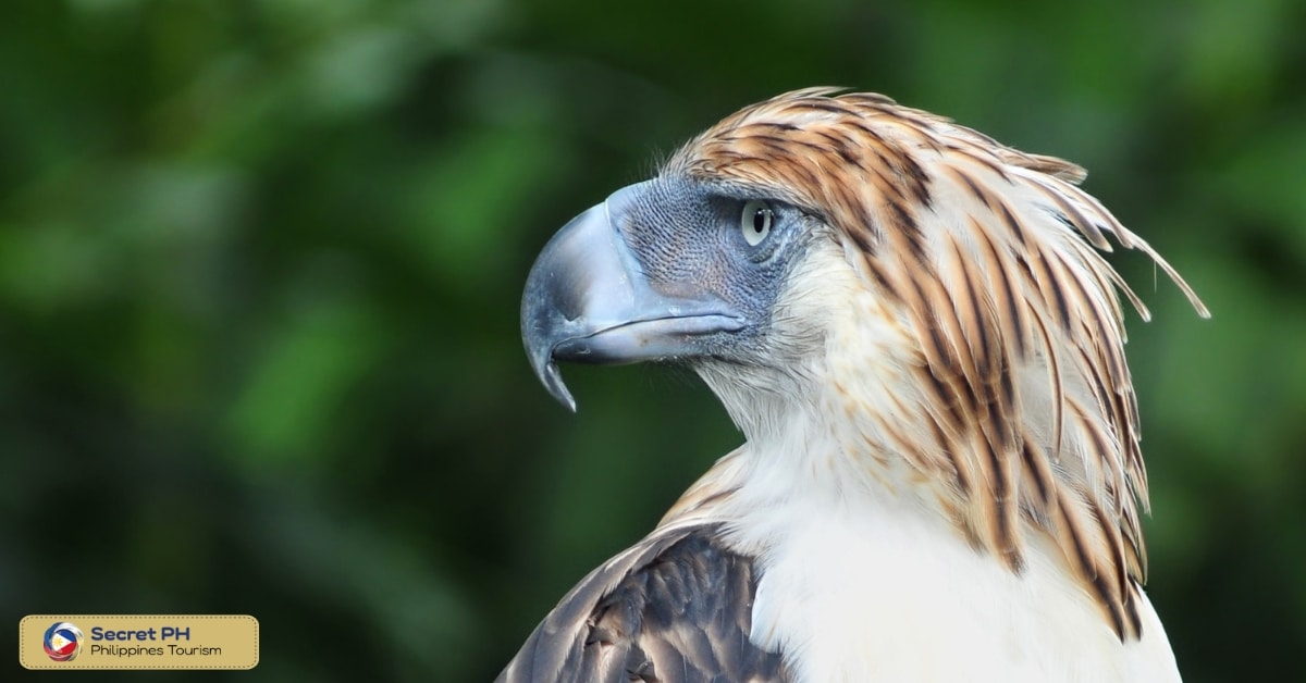 Philippine Eagle Center: Eagle Sanctuary of Endangered Beauty