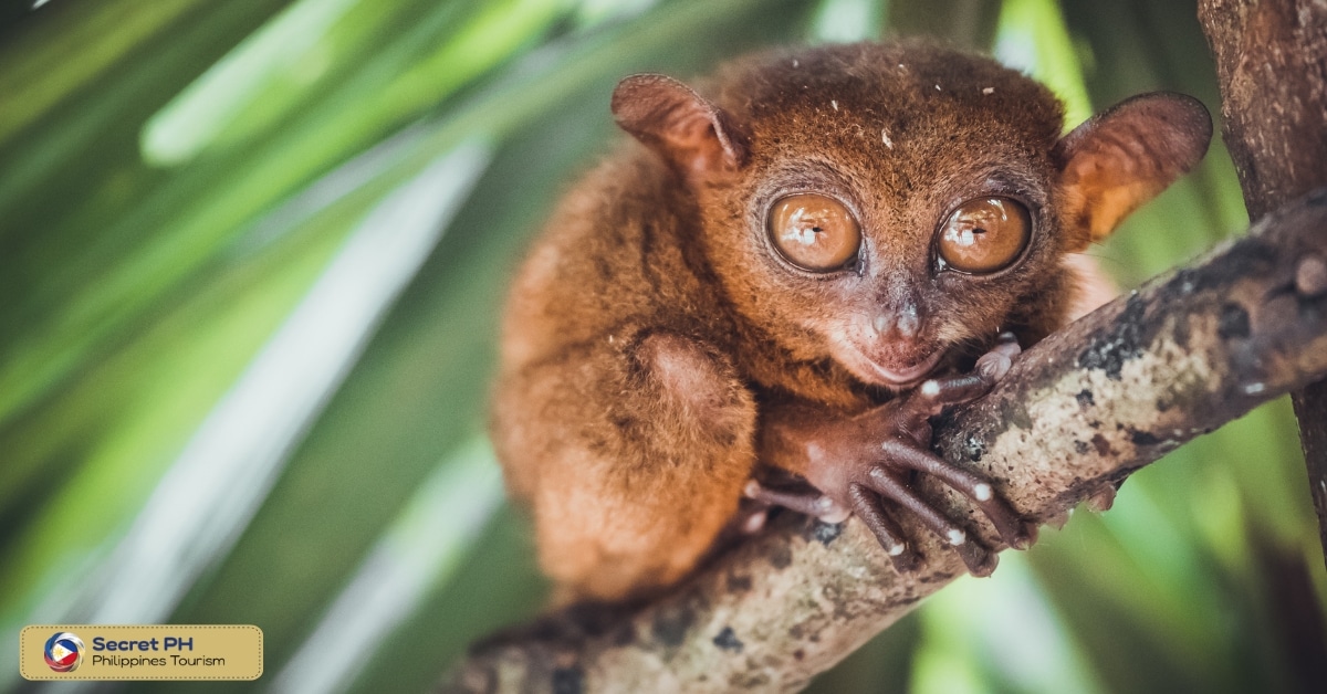 Philippine Tarsier and Wildlife Sanctuary: Tarsier's Haven of Bohol