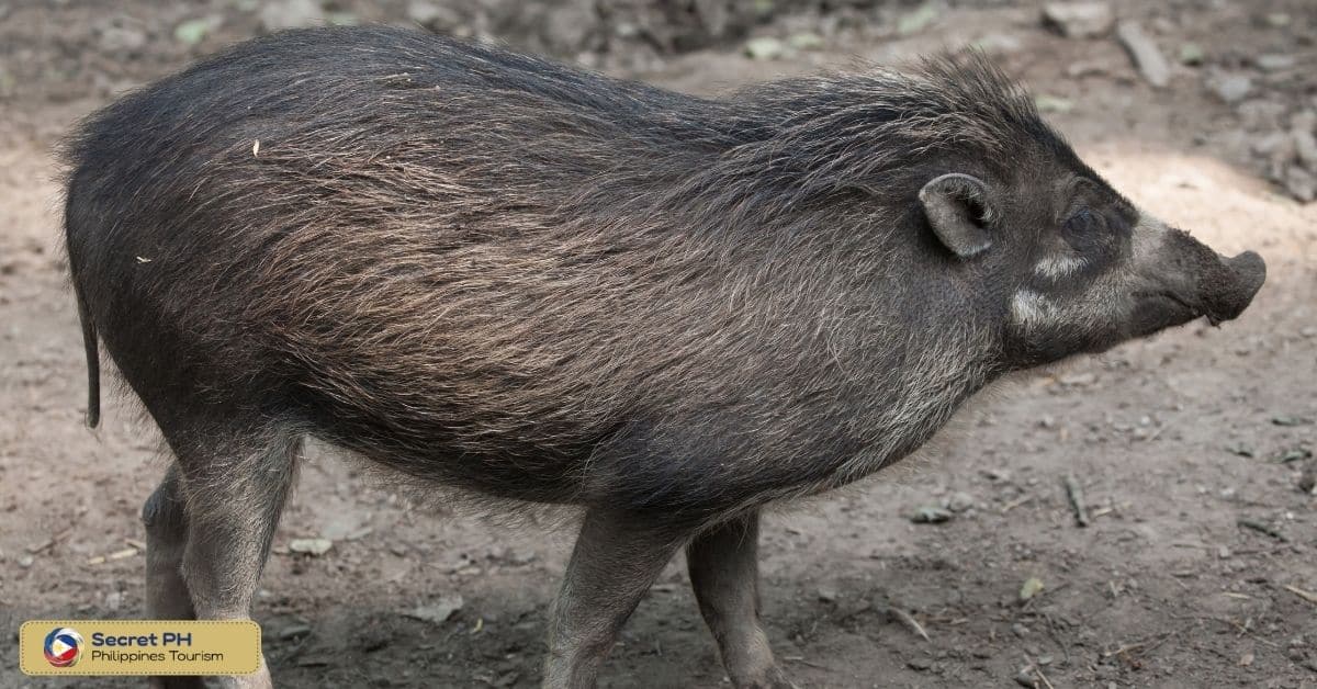 Physical Characteristics of the Visayan Warty Pig