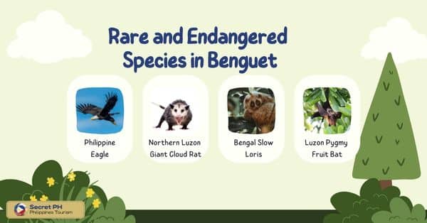 Rare and Endangered Species in Benguet
