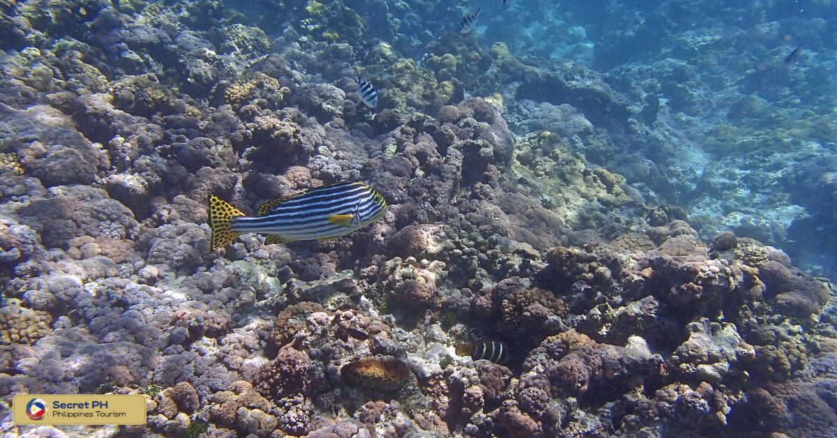 Smith Coral Garden