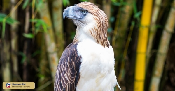 The Diverse Wildlife of Kiangan