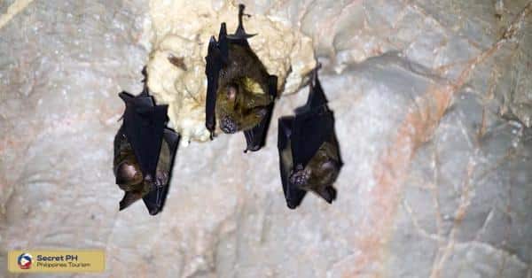 The Highlights of Sumaguing Cave