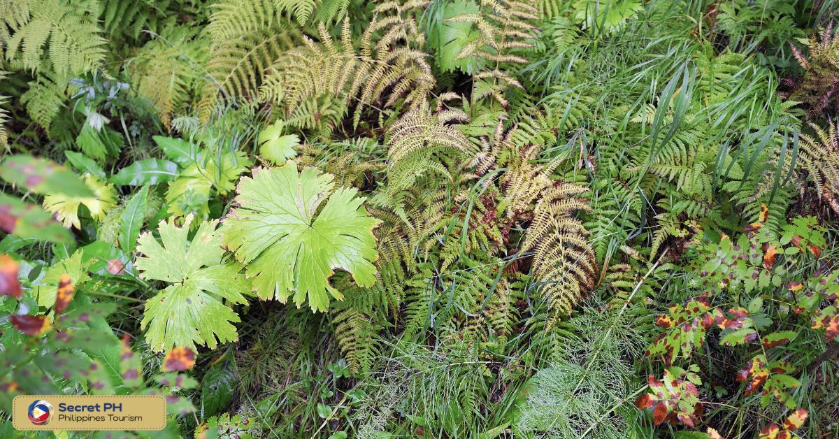 Plants in the Philippine Rainforest