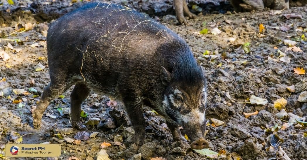 Threats to Endemic and Rare Species in the Park