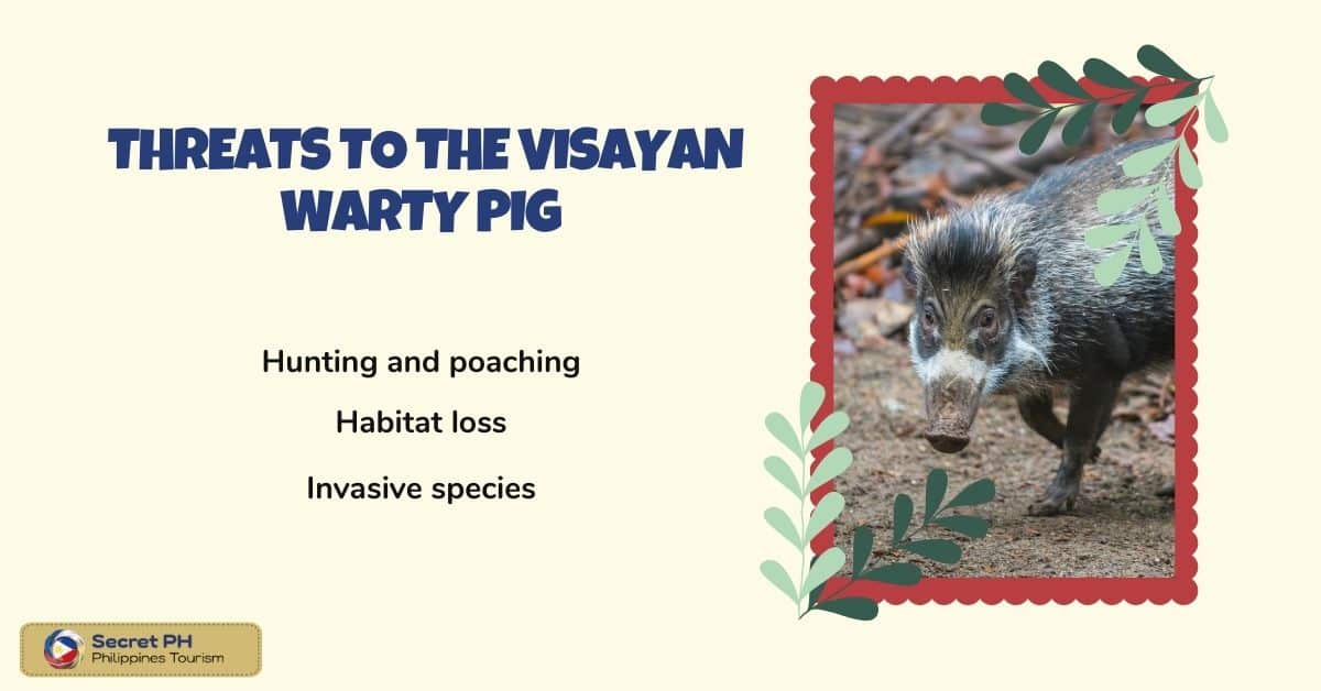 Threats to the Visayan Warty Pig