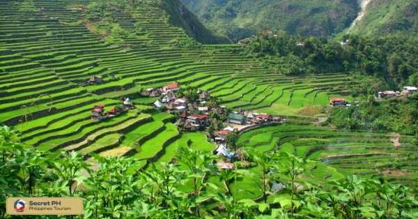 Tinglayan Rice Terraces
