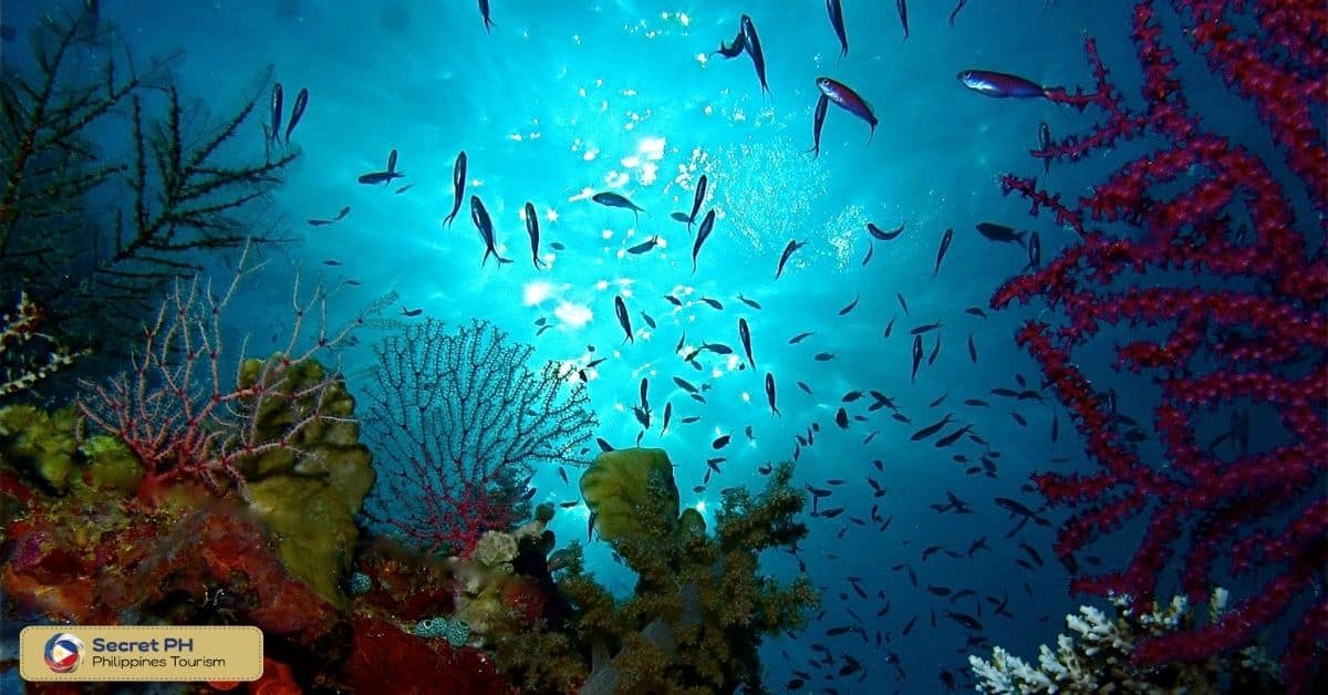Tubbataha Reef Natural Park