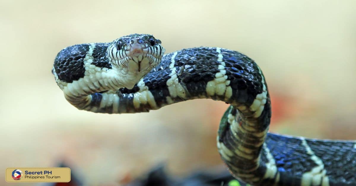 Venom and its Effects on Humans and Prey