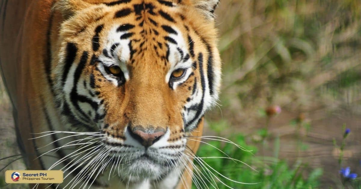 Visit the Zoobic Safari