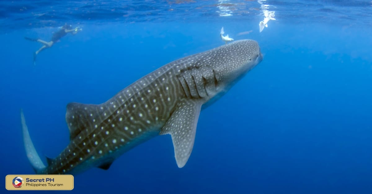 Whale Shark Encounter and Sumilon Sandbar with Kawasan Falls: Whale Sharks, Sandbars, and Waterfall Bliss