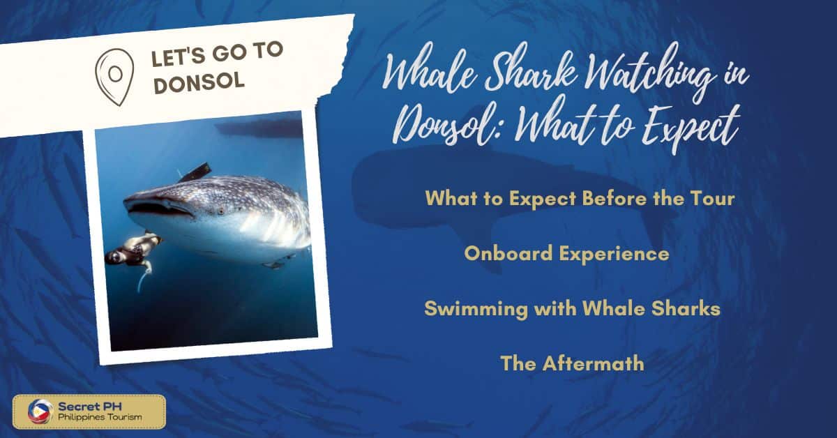 Whale Shark Watching in Donsol: What to Expect