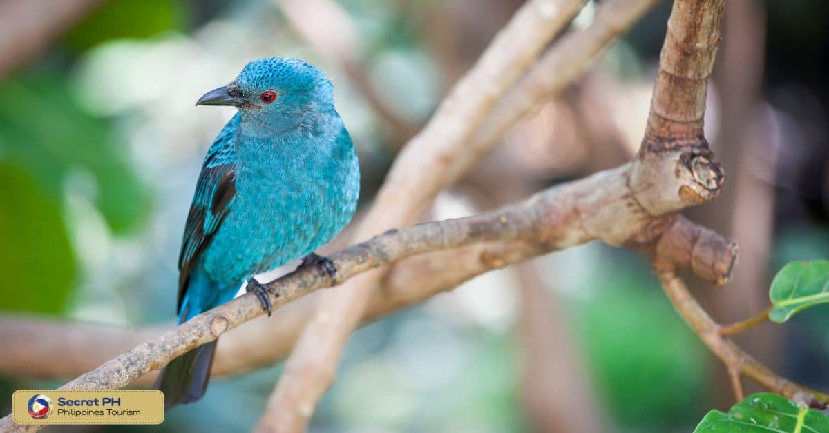 Wildlife Conservation Efforts in Abra River Wildlife Sanctuary