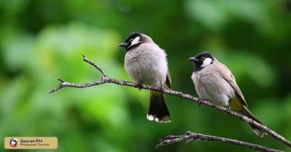 Wildlife Encounters