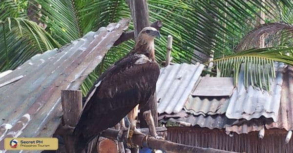 Wildlife Encounters in Benguet's Pristine Landscapes