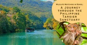 Wildlife-Watching in Bohol: A Journey through the Philippine Tarsier Sanctuary
