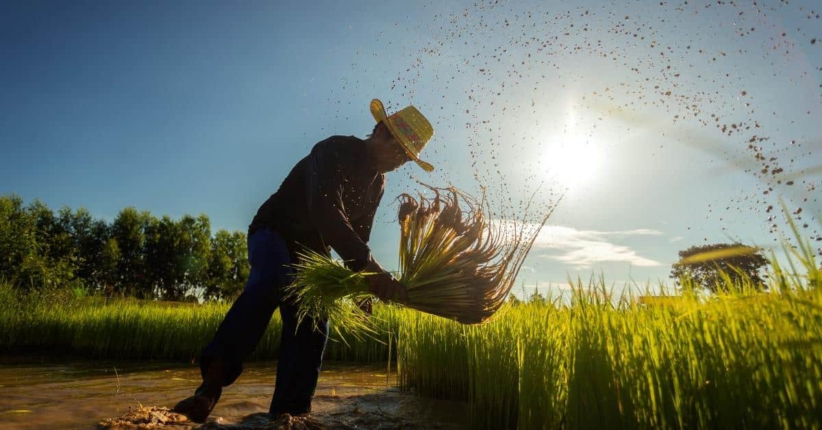 Farmer harvesting signifying abundance in Philippines' Festival