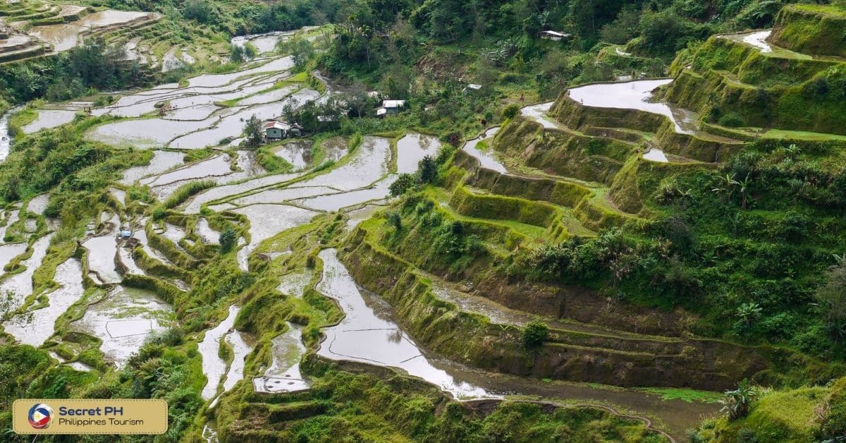 rice terraces in Banaue
