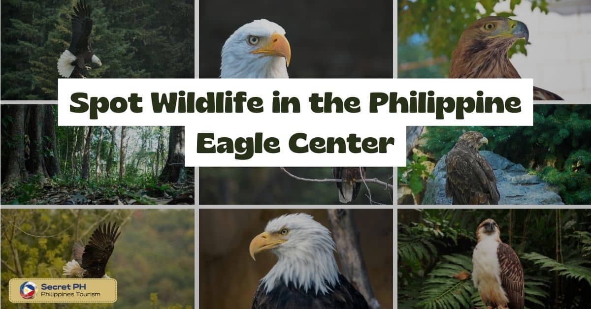 Spot Wildlife in the Philippine Eagle Center