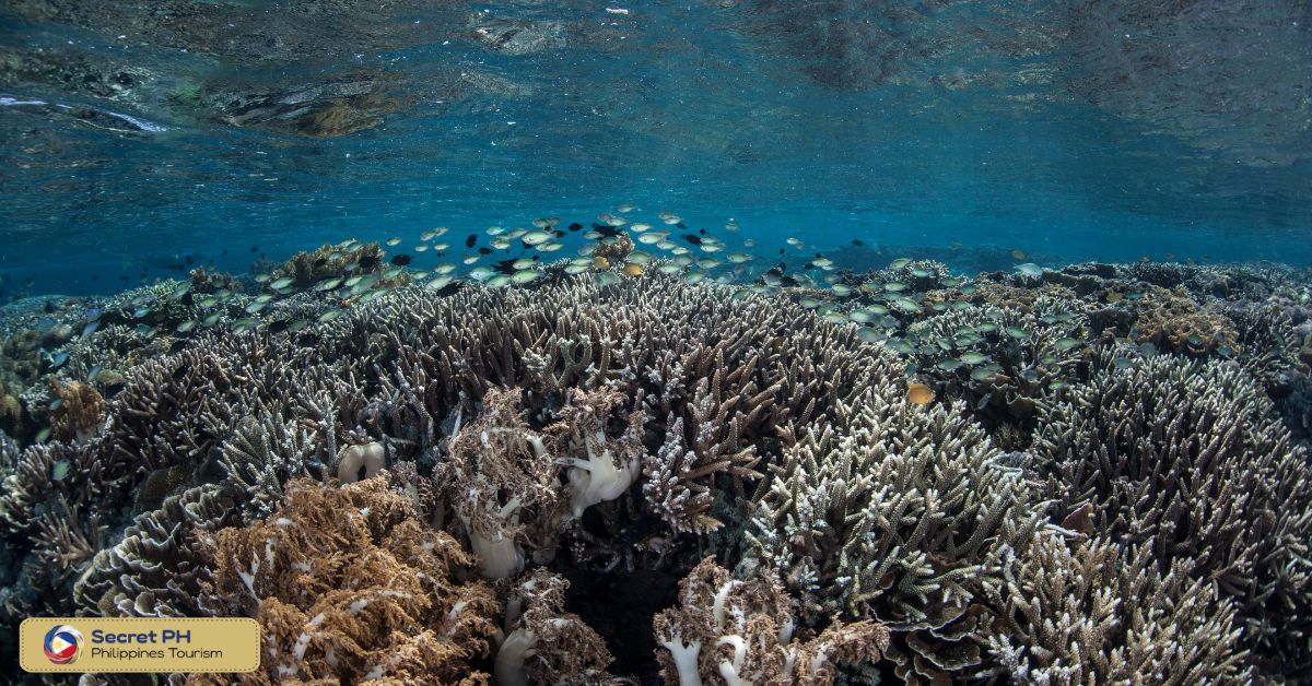 Marine biodiversity and coral reefs