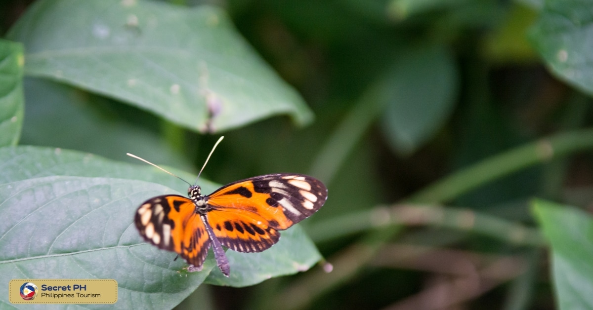 Siquijor Butterfly Sanctuary: Butterfly Eden of Siquijor