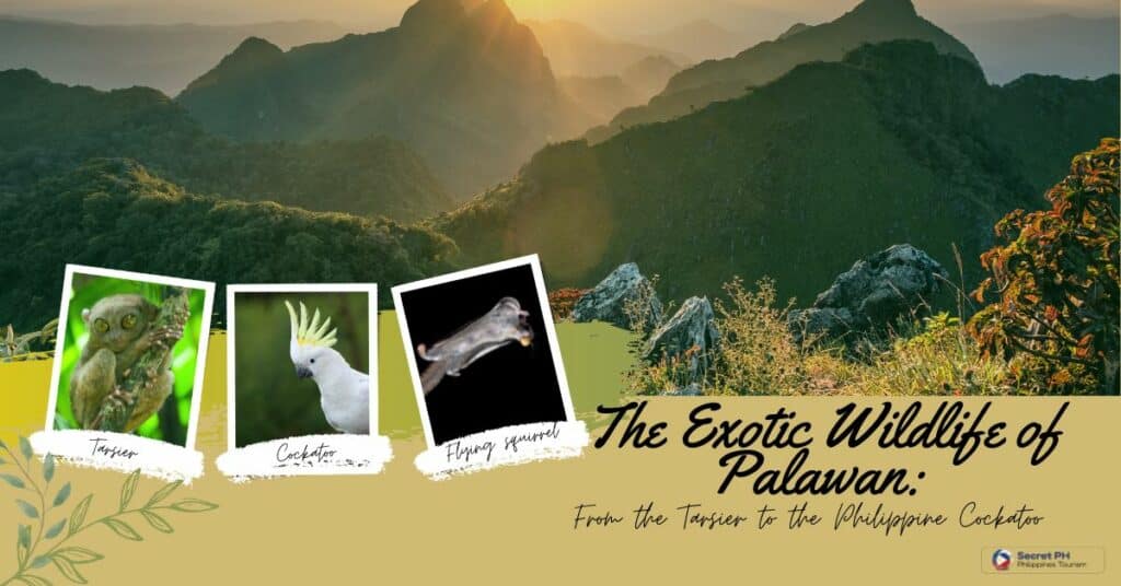 The Exotic Wildlife of Palawan: From the Tarsier to the Philippine Cockatoo