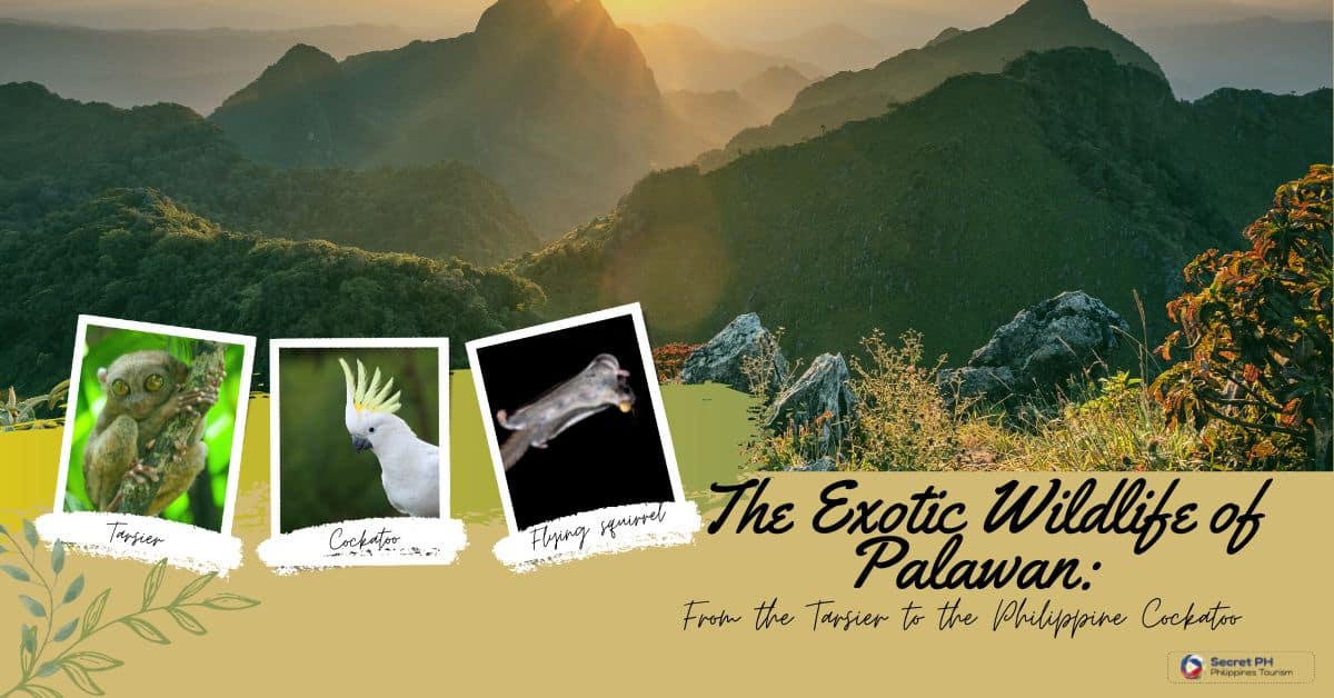 The Exotic Wildlife of Palawan: From the Tarsier to the Philippine Cockatoo