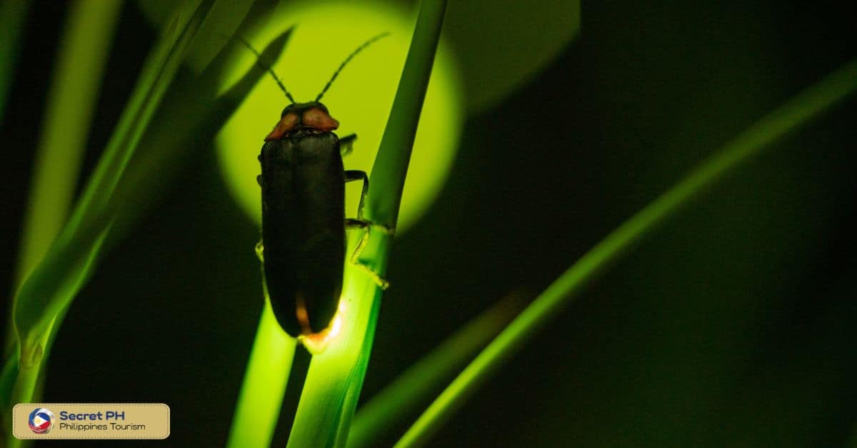 Shimmering Lights of Fireflies