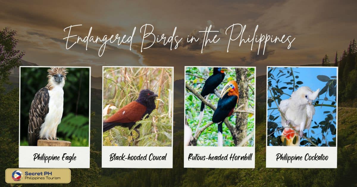 Endangered Birds in the Philippines
