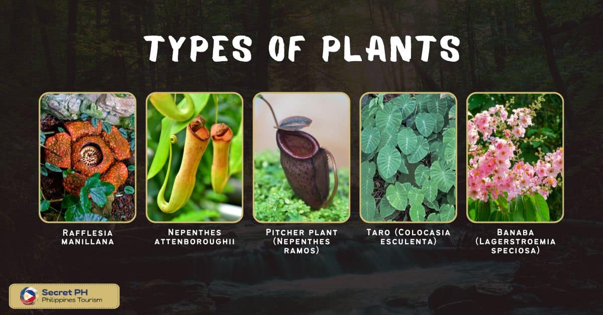 Types of Plants