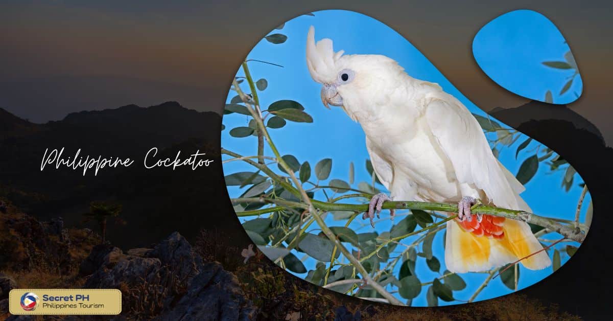 Habitat and diet of the Philippine Cockatoo
