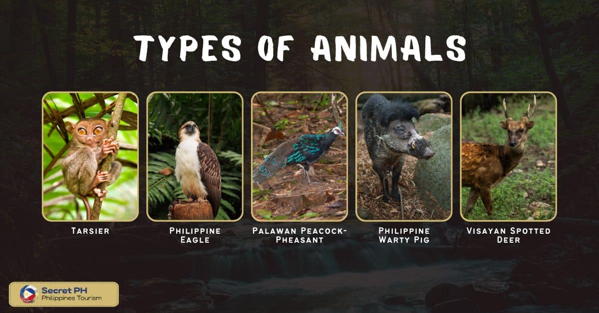 Types of Animals