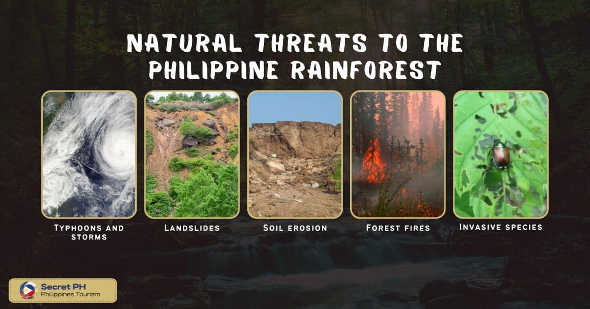 Natural threats to the Philippine rainforest